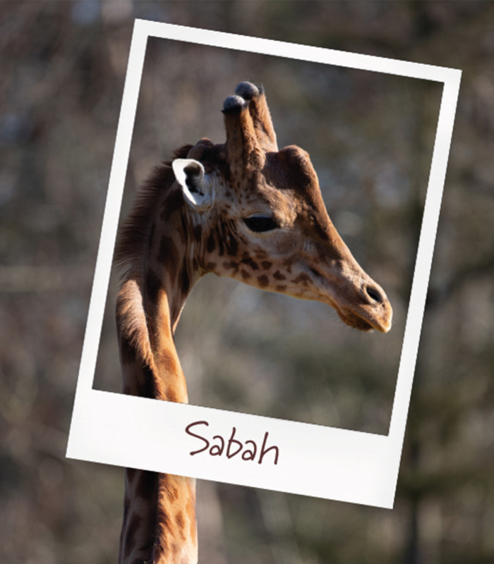 E-Billet Offre Flash 1 Jour jusqu'au 16/10/2025 ZOO DE THOIRY