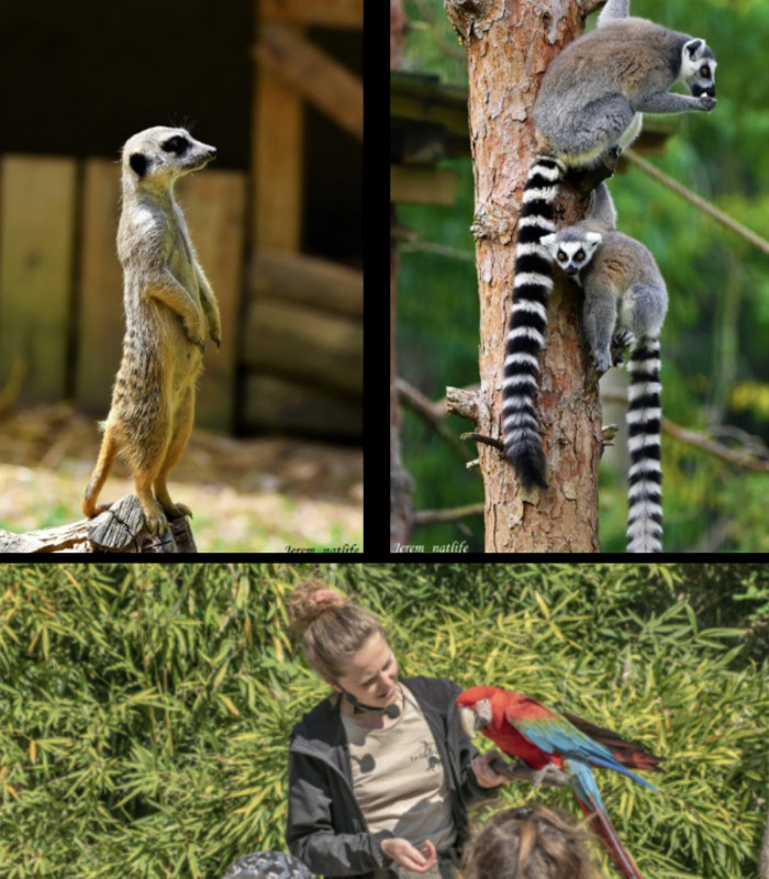 E-Billet 1 Jour Adulte à partir de 14 ans ZOO D'UPIE