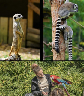 E-Billet 1 Jour Enfant de 3 à 13 ans ZOO D'UPIE