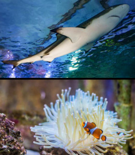 E-Billet 1 Jour Adulte 13 ans et + AQUARIUM de Touraine - Val de Loire