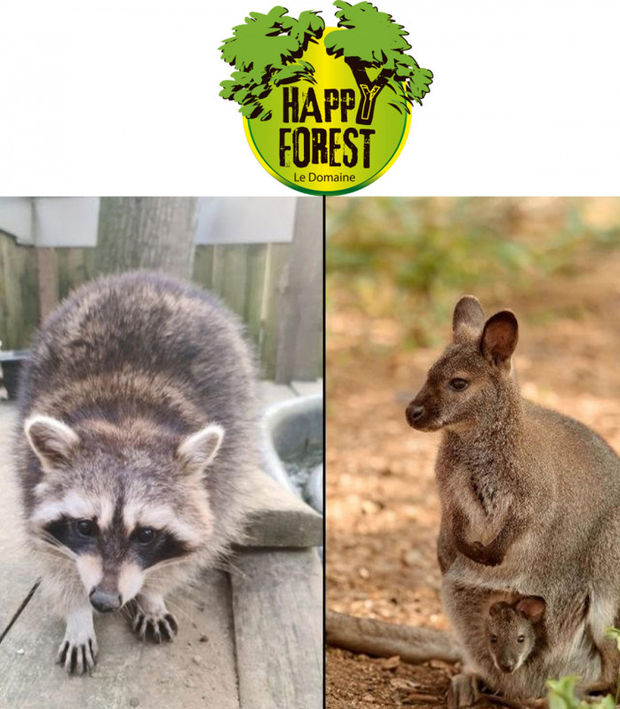 E-billet 1 Entrée Accrobranche + Parc Animalier 8-12 ans HAPPY FOREST