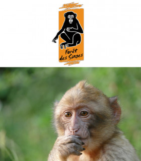 E-Billet 1 Jour Adulte ou Enfant dès 15 ans LA FORÊT DES SINGES