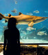 E-Billet 1 Jour Enfant de 5 à 10 ans inclus AQUARIUM DE BARCELONE
