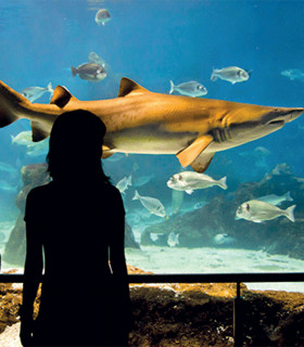 E-Billet 1 Jour Adulte à partir de 11 ans AQUARIUM DE BARCELONE